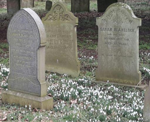 Snowdrops in st bart s cemetery february 2018